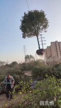 15公分红叶石楠