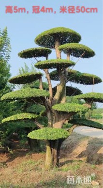 60公分对节白蜡