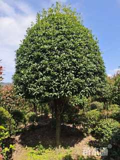 15公分桂花