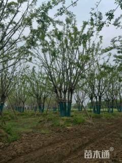 15公分丛生朴树