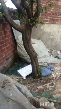 17公分木瓜海棠