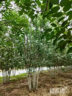 高度700厘米丛生白蜡