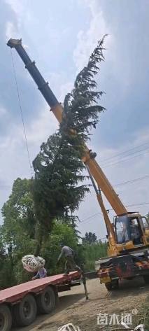 高度1200厘米雪松