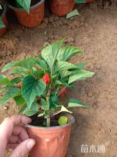 高度20厘米一串红