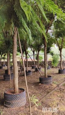 高度500厘米兰花