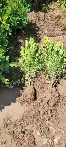 高度35厘米瓜子黄杨