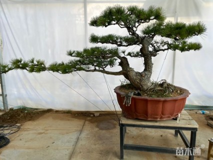 高度200厘米黑松