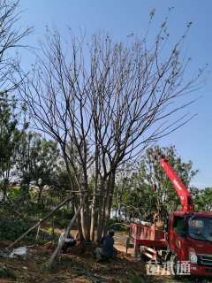 60公分丛生朴树