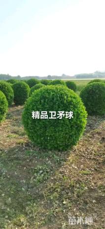 冠幅150厘米卫矛球