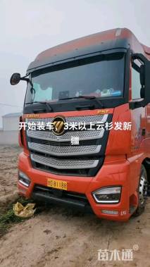 高度350厘米欧洲云杉