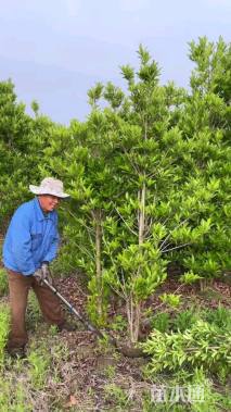 高度300厘米法国冬青