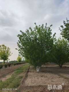 30公分丛生中国黄蜡