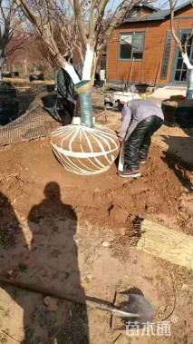 15公分日本红枫