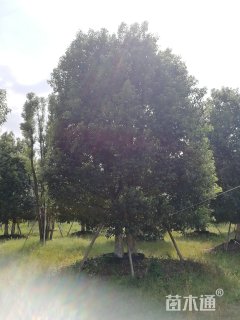 100公分(5杆)丛生香樟