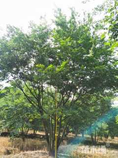 80公分(5杆)丛生朴树