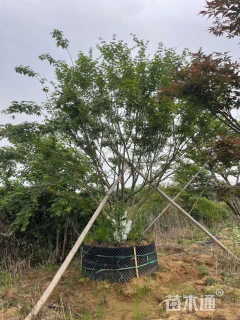 高度300厘米丛生鸡爪槭