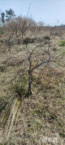 高度800厘米羽毛枫
