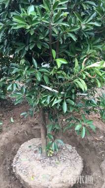 高度250厘米青珊瑚