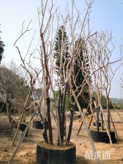 12公分小叶紫薇