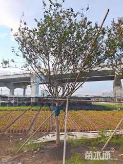 10公分小叶紫薇