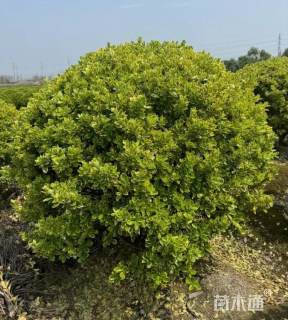 冠幅60厘米金边黄杨球