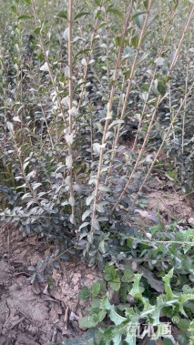 高度40厘米水蜡