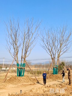 80公分丛生朴树