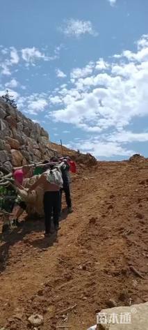 22公分日本晚樱