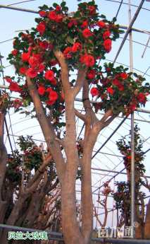 高度200厘米茶花-贝拉大玫瑰