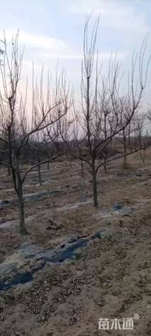 高度300厘米李子树