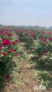 高度1500厘米月季