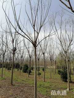 12公分黄山栾树