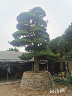 45公分日本罗汉松