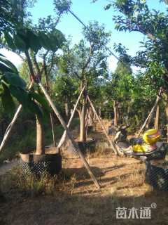 高度300厘米脐橙