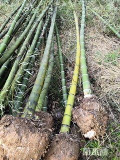 地栽苗毛竹