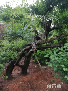 50公分多杆朴树