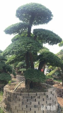 移栽苗造型对节白蜡