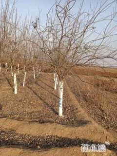 12公分暴马丁香