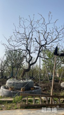 30公分造型乌桕