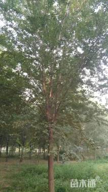 18公分榆树