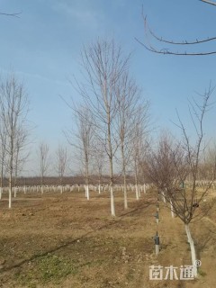 10公分美国红枫