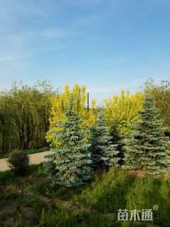 15公分科罗拉多蓝杉