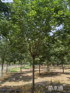 14公分秋紫白蜡