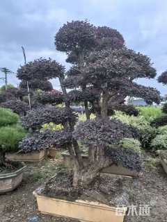 30公分造型红花继木桩