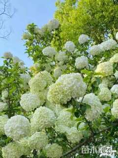 高度150厘米木绣球