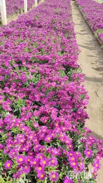 高度18厘米荷兰菊