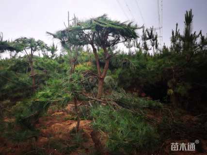 10公分造型油松