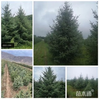 高度300厘米云杉