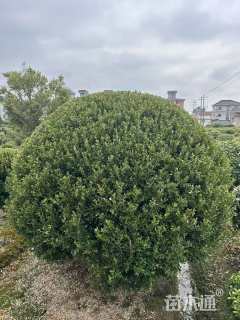 冠幅200厘米瓜子黄杨球