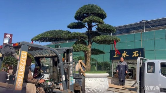 容器苗造型罗汉松